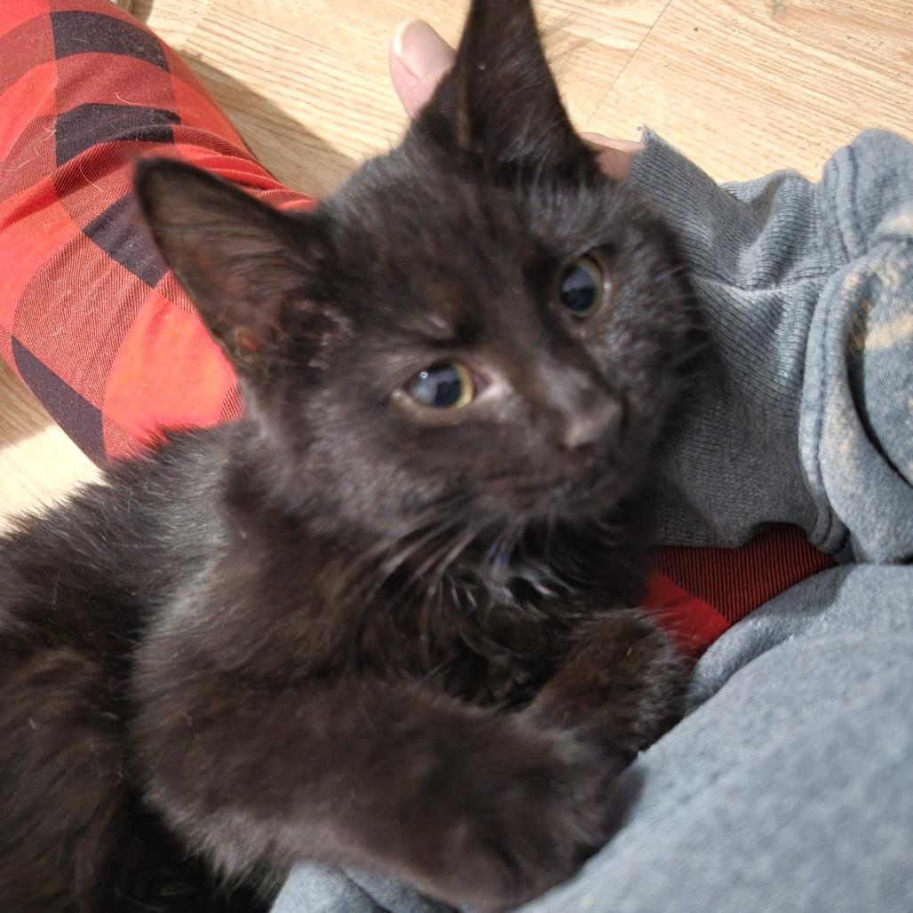 Snowcap, Adoptable, Kitten Female Domestic Short Hair.