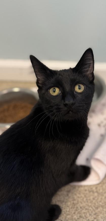 Barracuda, Adoptable, Kitten Male Domestic Short Hair & Domestic Short Hair.