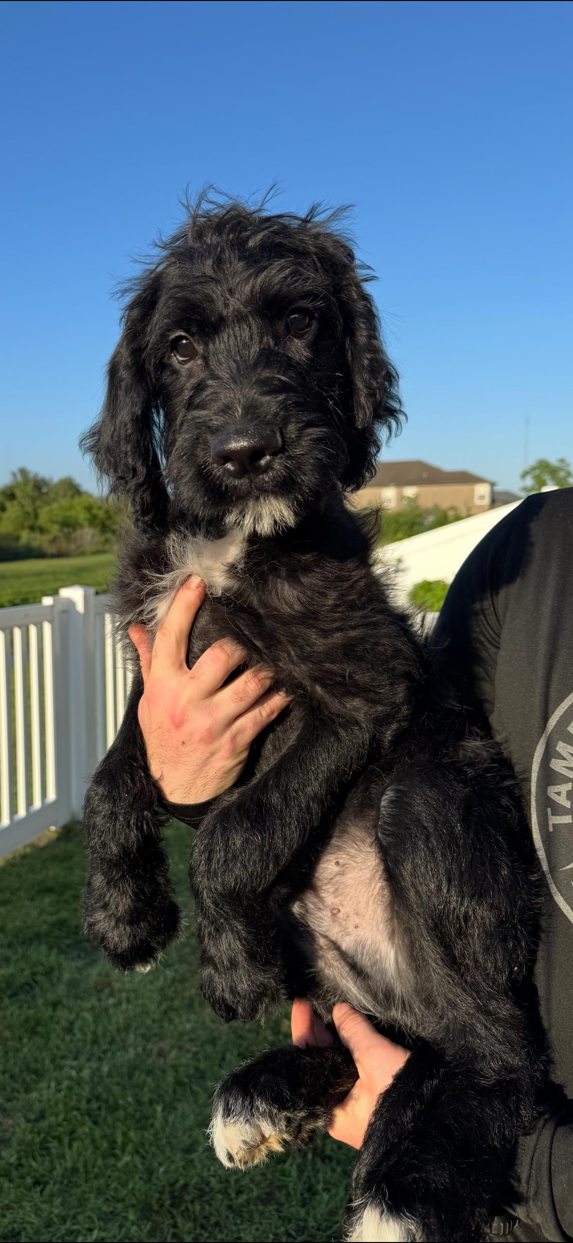 Enlarge Tyson, a Adopted mixed breed in Valrico, FL image 1/3