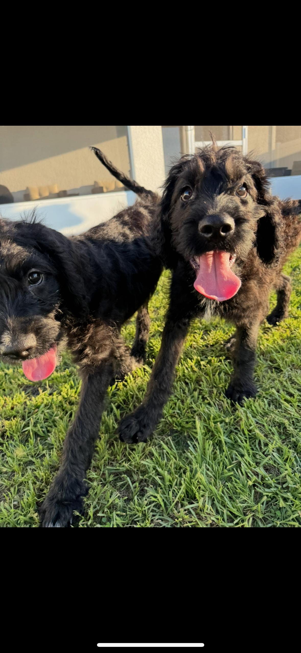 Enlarge Tyson, a Adopted mixed breed in Valrico, FL image 3/3