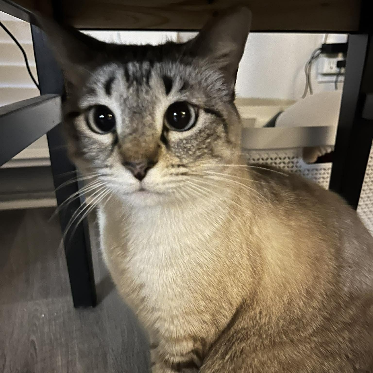Lily, adoptable, Adult Female Siamese & Tabby.