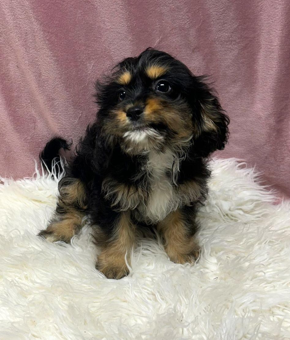 MOCHI (ohiosdrescue@gmail.com), adopted, Puppy Female Cavapoo.