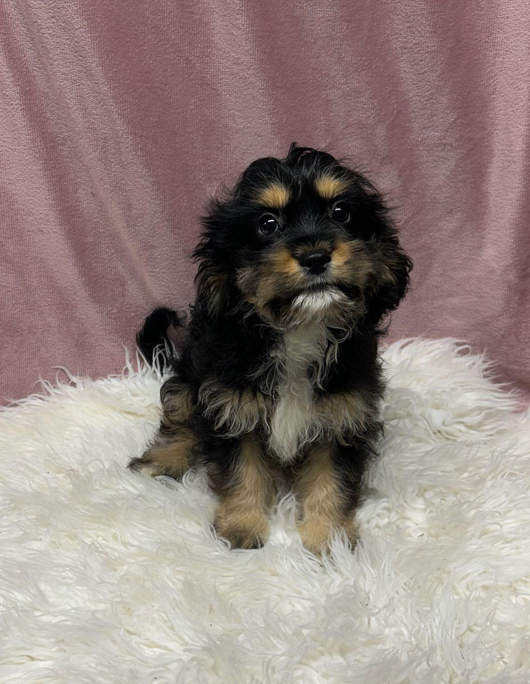 Enlarge MOCHI (ohiosdrescue@gmail.com), an adopted Cavapoo in Rossford, OH image 2/4