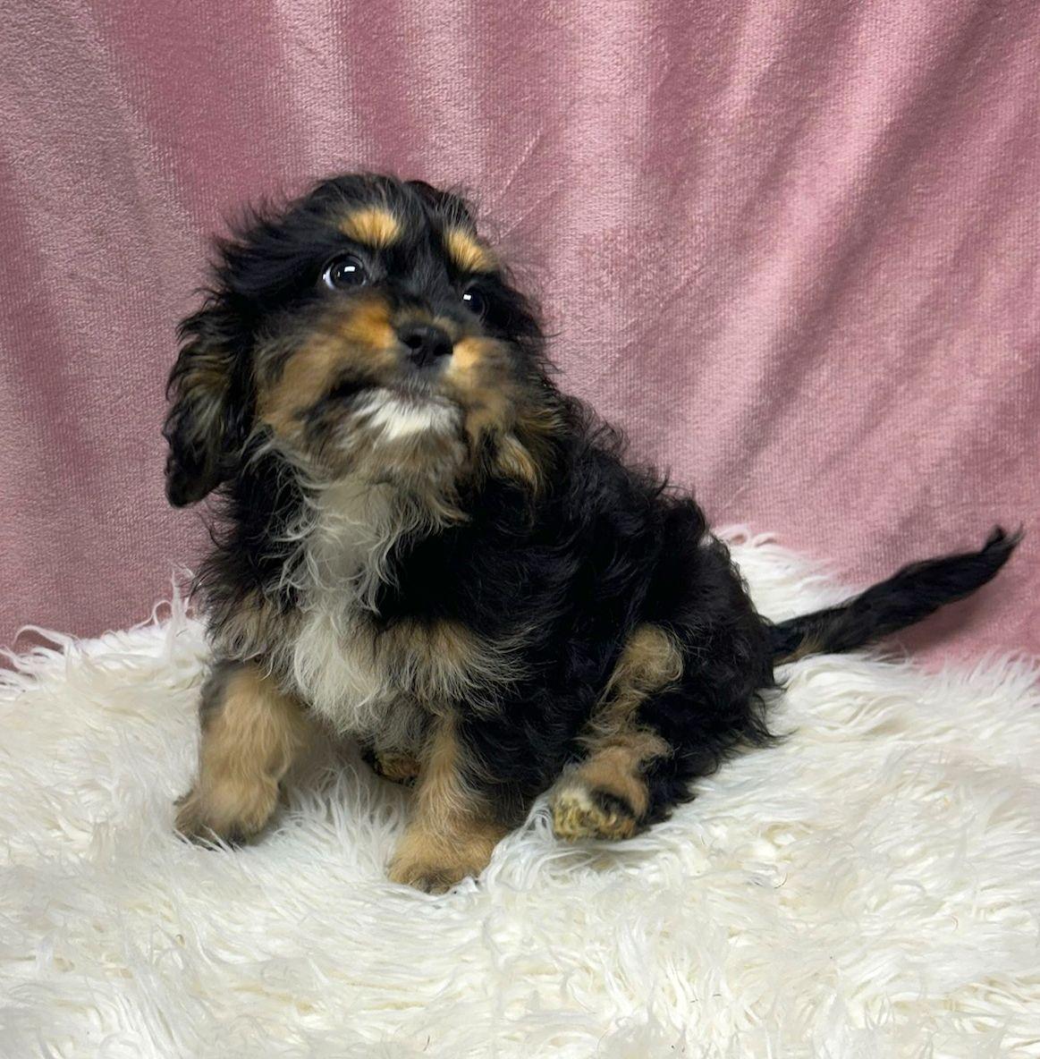 Enlarge MOCHI (ohiosdrescue@gmail.com), an adopted Cavapoo in Rossford, OH image 3/4