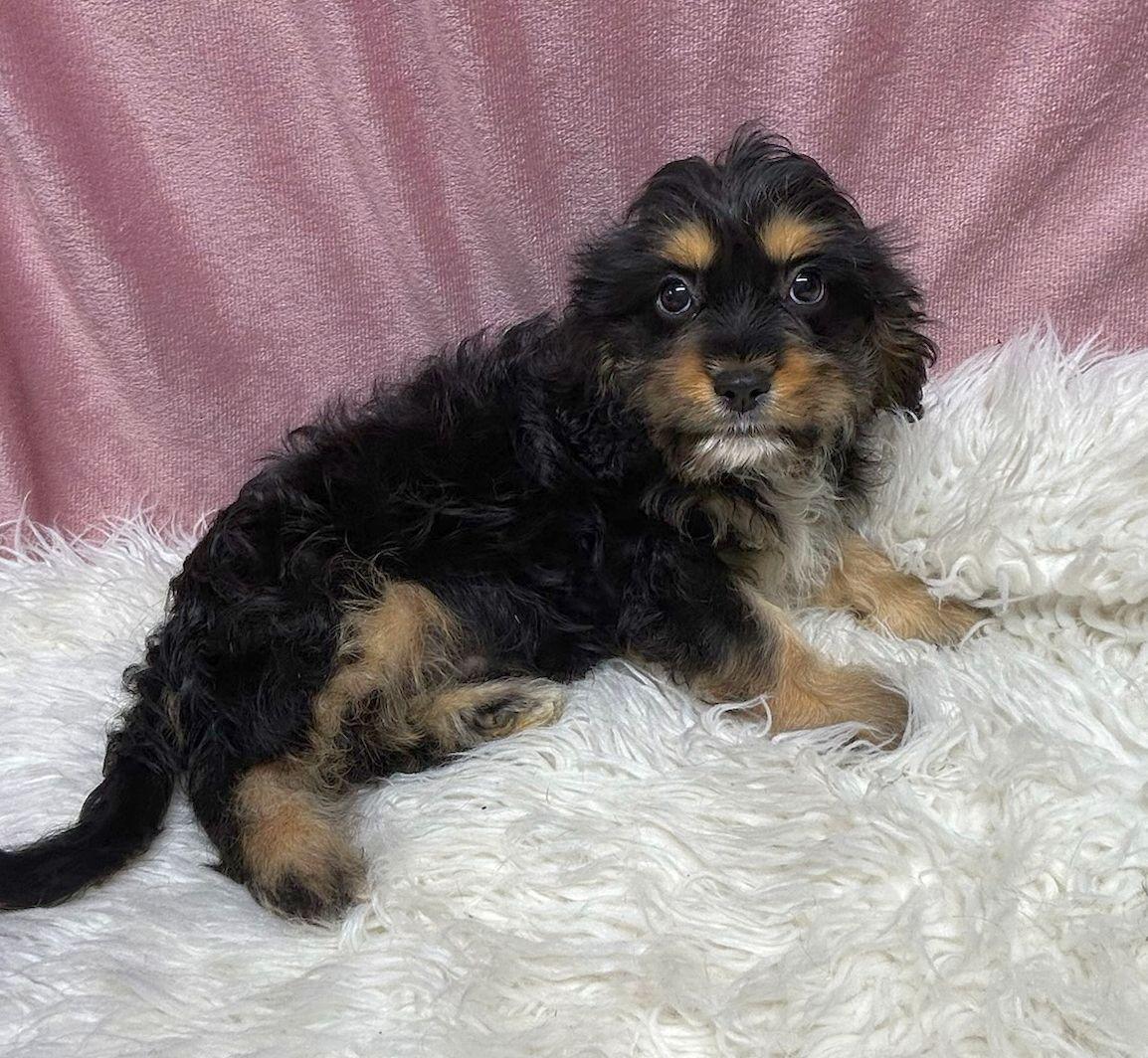 Enlarge MOCHI (ohiosdrescue@gmail.com), an adopted Cavapoo in Rossford, OH image 4/4