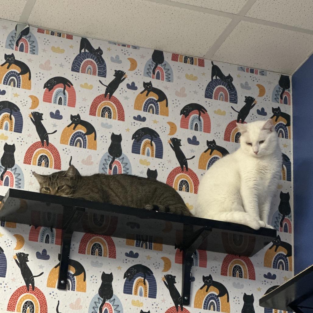 Porter, Adoptable, Adult Male Domestic Short Hair.