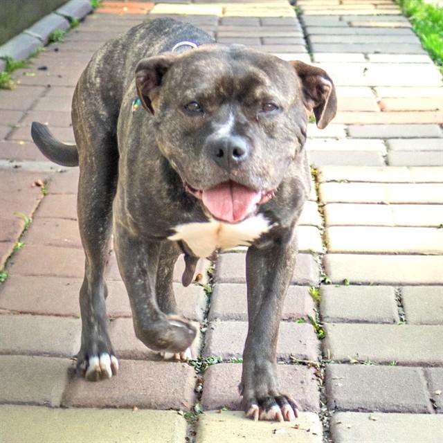 MECCA, Adoptable, Adult Female Pit Bull Terrier & Mixed Breed.