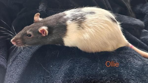 Ollie, Adoptable, Young Male Rat.