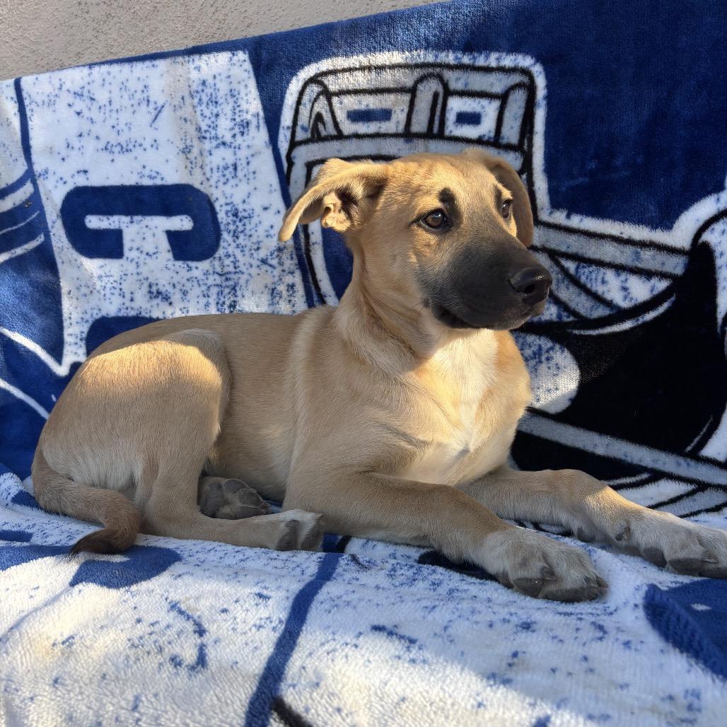 Lorne, Adoptable, Puppy Male German Shepherd Dog.