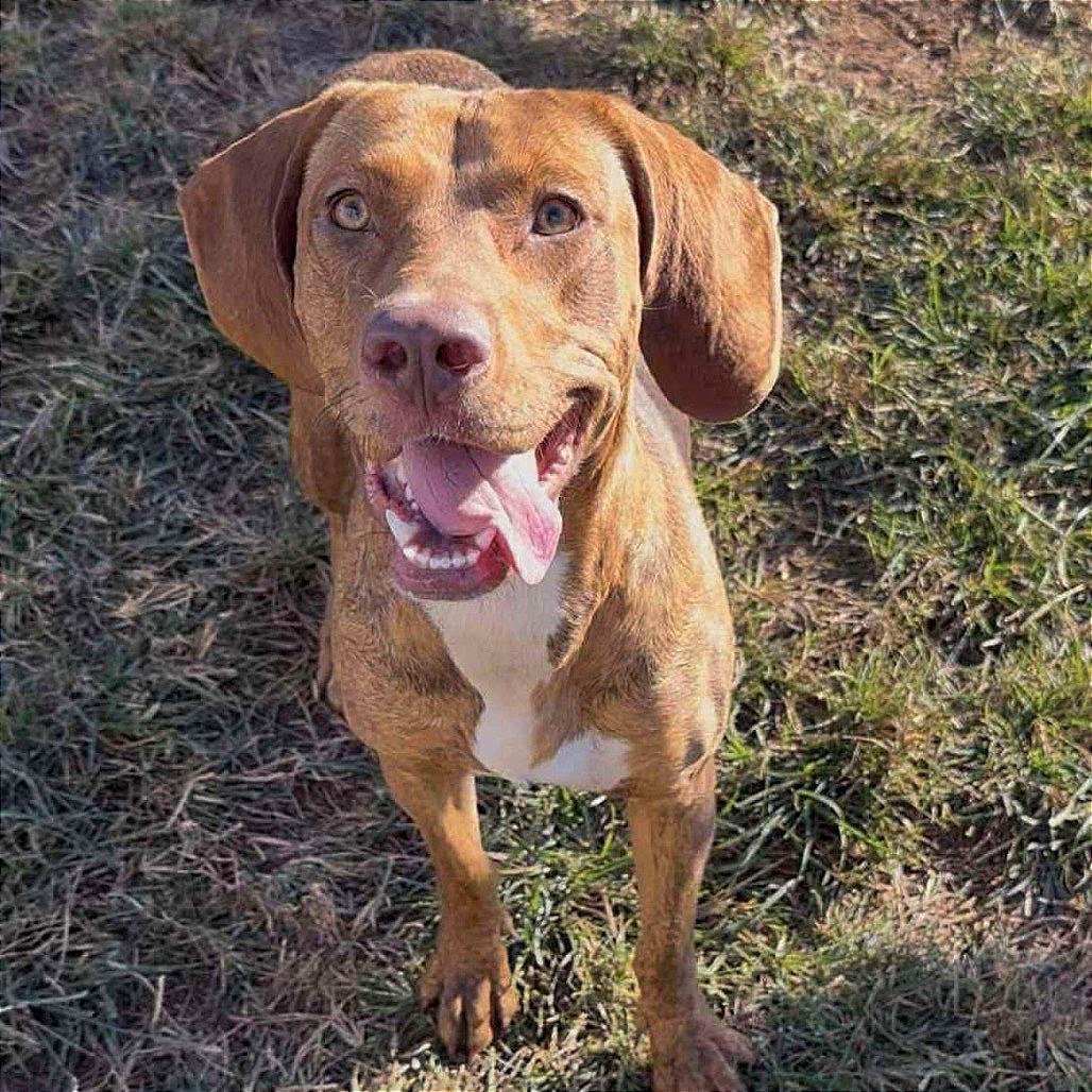 Enlarge Audrey, a Adoptable mixed breed in Sand Springs, OK image 1/6