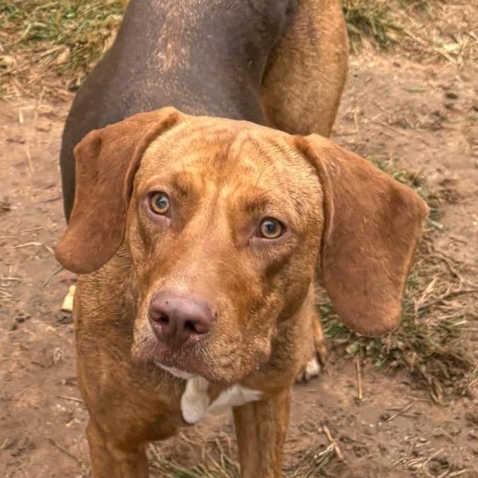 Audrey, Adoptable, Young Female Hound & Mixed Breed.