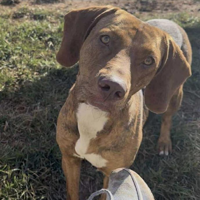 Enlarge Audrey, a Adoptable mixed breed in Sand Springs, OK image 3/6