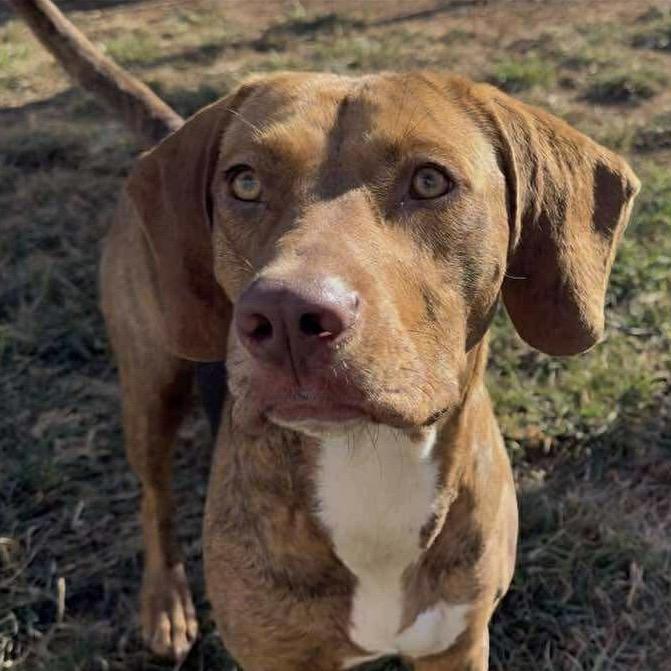 Enlarge Audrey, a Adoptable mixed breed in Sand Springs, OK image 4/6