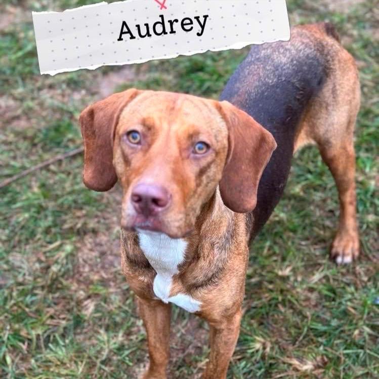 Enlarge Audrey, a Adoptable mixed breed in Sand Springs, OK image 6/6