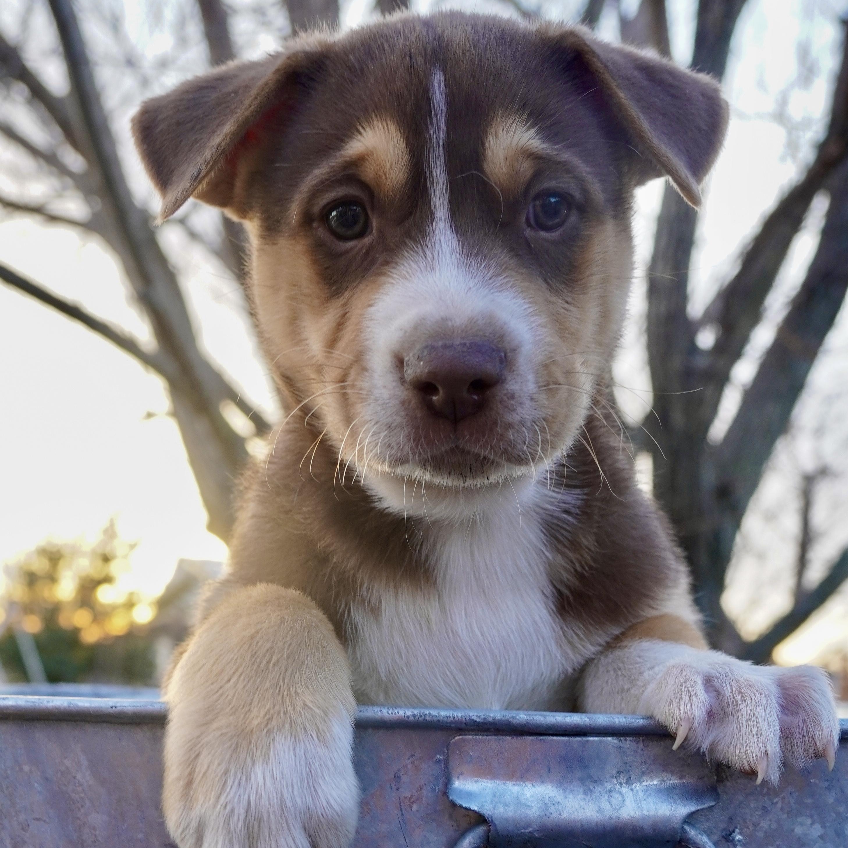 Loki — thumbnail 3