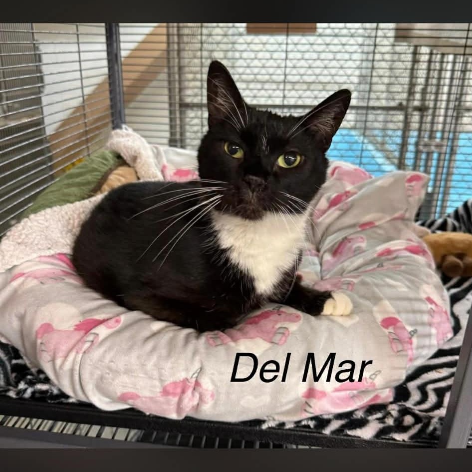 Del Mar, ADOPTABLE, Adult Female Tuxedo.