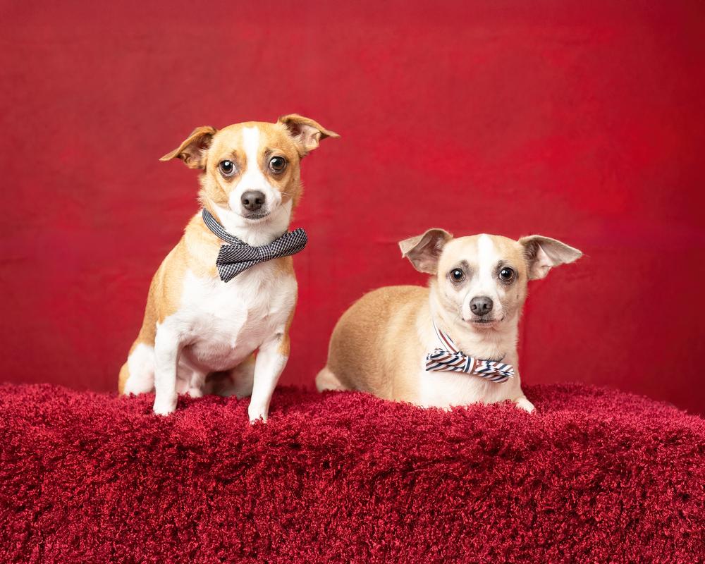 Leo (bonded with Milo), a Adoptable mixed breed in Frisco, TX image 2/5