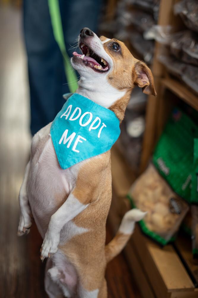 Leo (bonded with Milo), a Adoptable mixed breed in Frisco, TX image 4/5