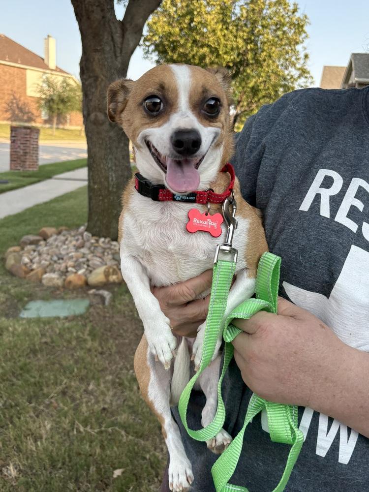 Leo (bonded with Milo), a Adoptable mixed breed in Frisco, TX image 5/5