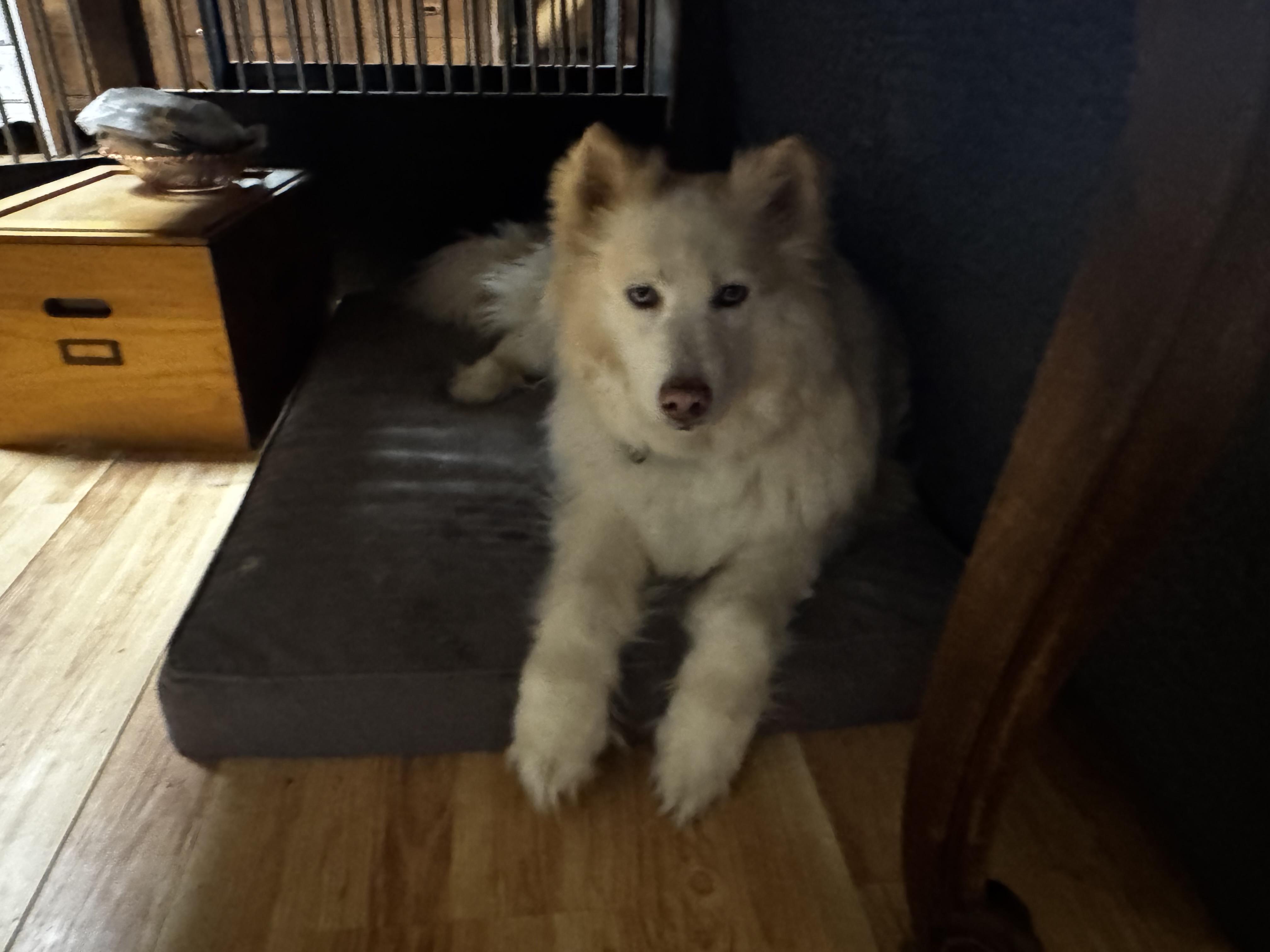 Enlarge Sam, a Adoptable Siberian Husky in Rainbow City, AL image 4/4