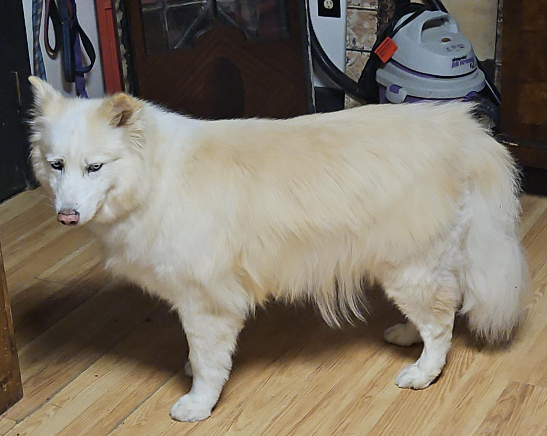 Sam, Adoptable, Adult Male Siberian Husky.