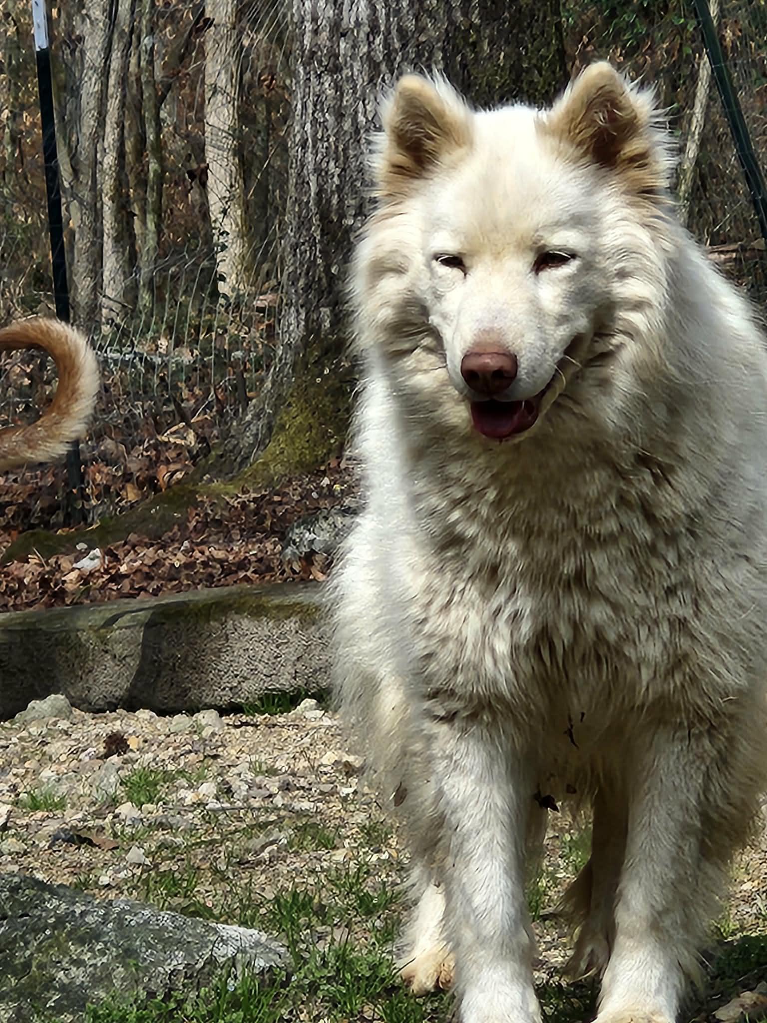 Enlarge Sam, a Adoptable Siberian Husky in Rainbow City, AL image 3/4