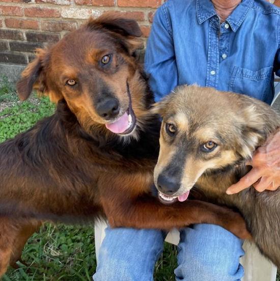 Faith, Adoptable, Young Female Australian Cattle Dog / Blue Heeler & Border Collie.