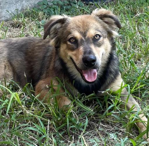 Enlarge Faith, an adopted mixed breed in Fort Worth, TX image 2/4