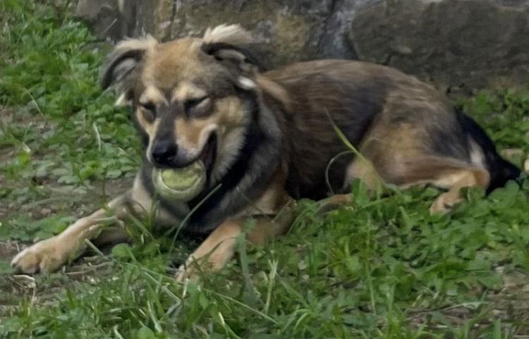 Enlarge Faith, an adopted mixed breed in Fort Worth, TX image 4/4