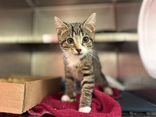 TUNA TURNER, Adoptable, Kitten Female Domestic Short Hair.