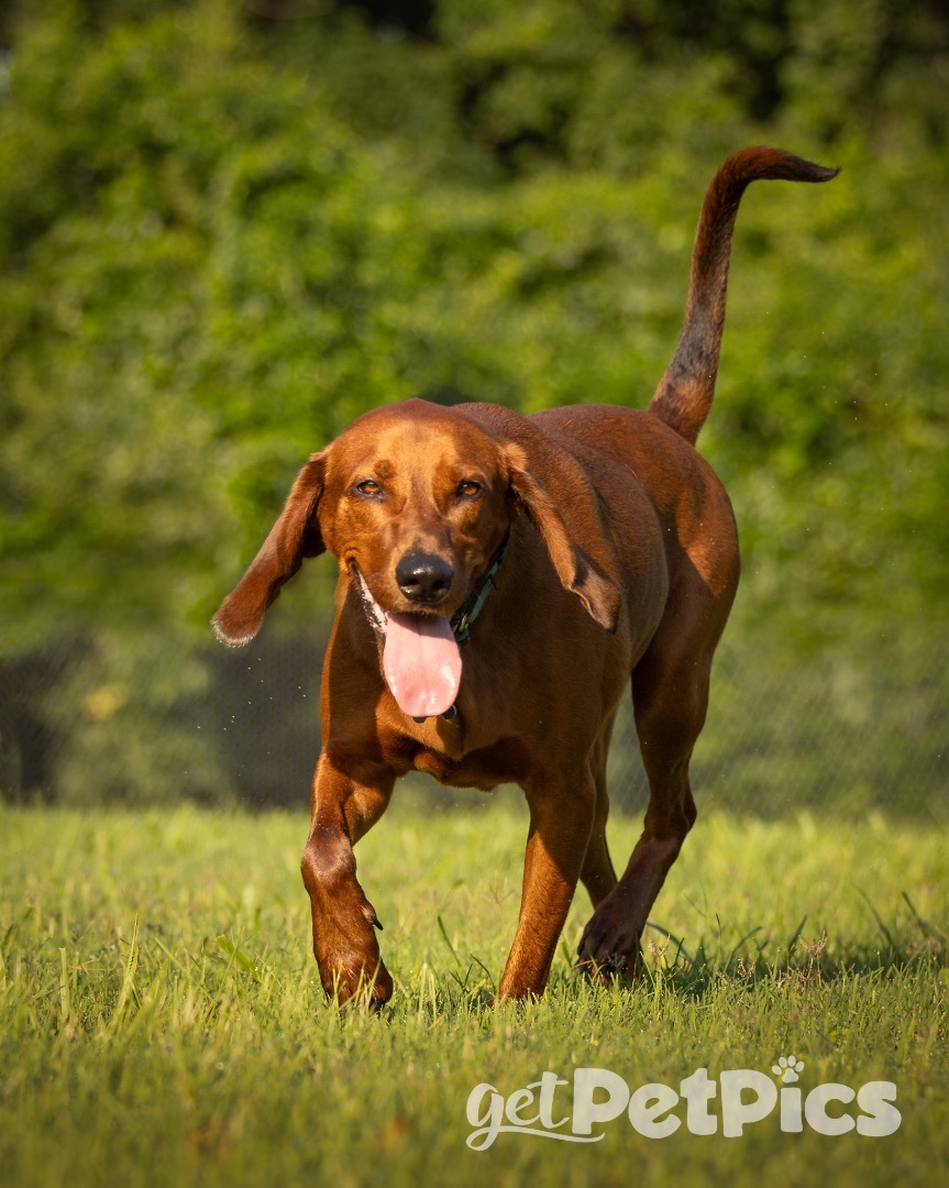 Drexel, a Adoptable Redbone Coonhound in Gallatin, TN image 1/5