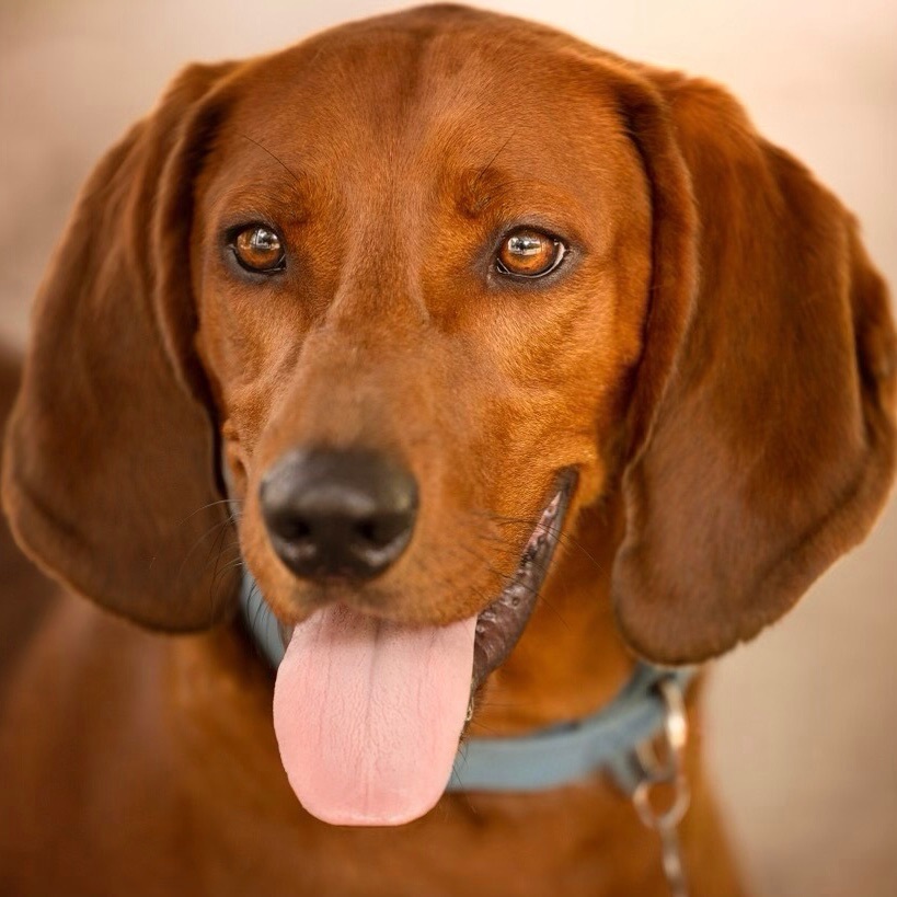 Drexel, a Adoptable Redbone Coonhound in Gallatin, TN image 2/5