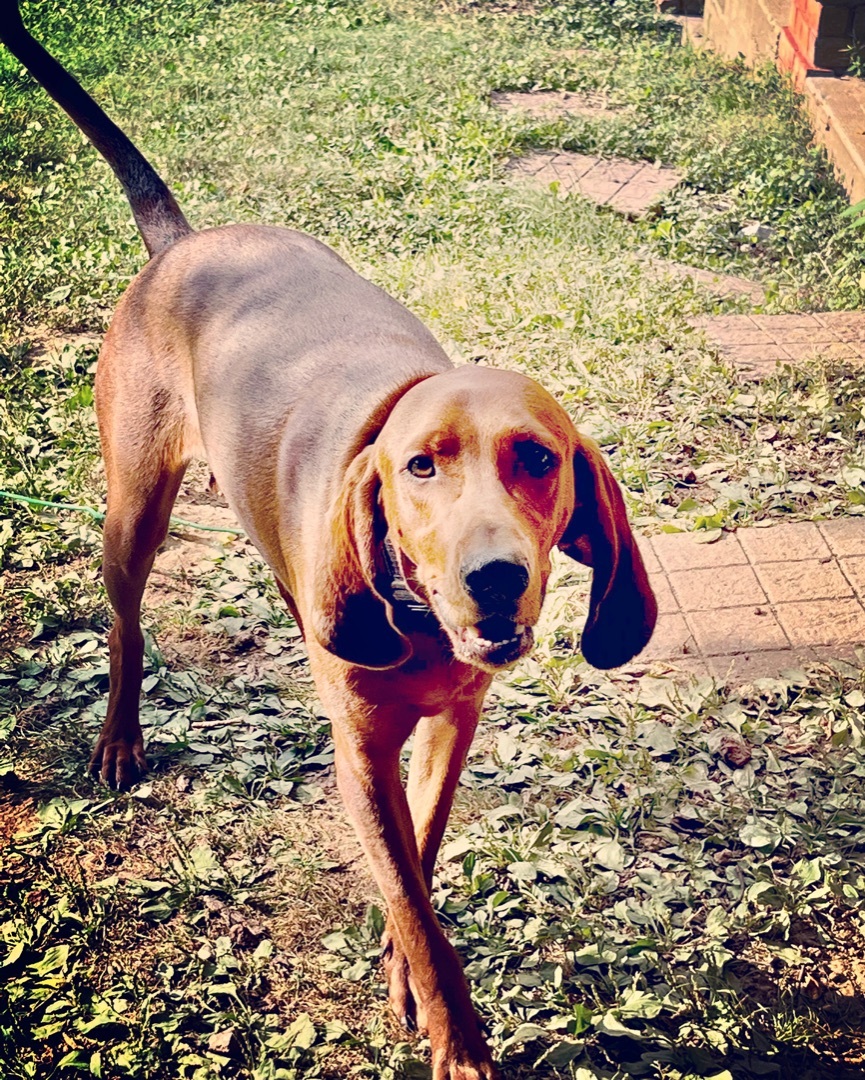 Drexel, a Adoptable Redbone Coonhound in Gallatin, TN image 3/5