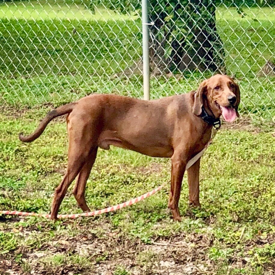 Drexel, a Adoptable Redbone Coonhound in Gallatin, TN image 4/5