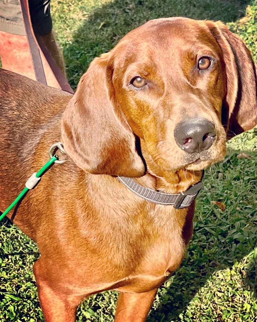 Drexel, a Adoptable Redbone Coonhound in Gallatin, TN image 5/5