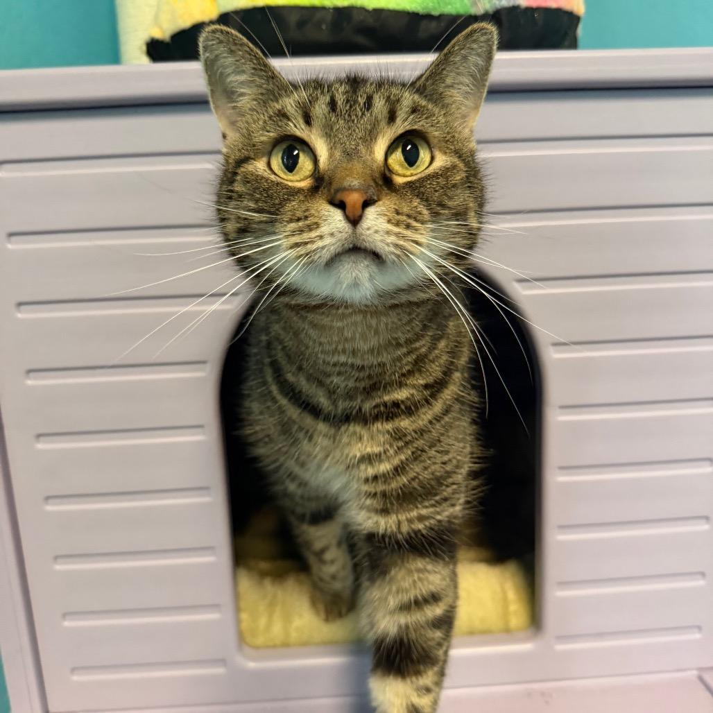 Teddy, Adoptable, Senior Male American Shorthair.