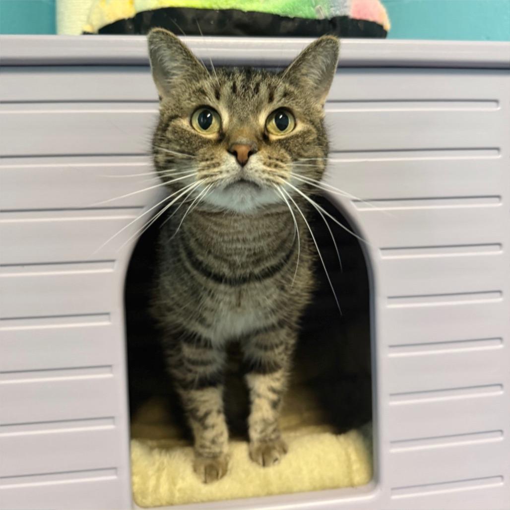 Teddy, a Adoptable American Shorthair in Edwardsville, IL image 2/6