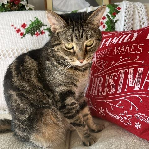 Teddy, a Adoptable American Shorthair in Edwardsville, IL image 3/6