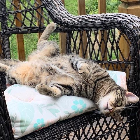 Teddy, a Adoptable American Shorthair in Edwardsville, IL image 4/6