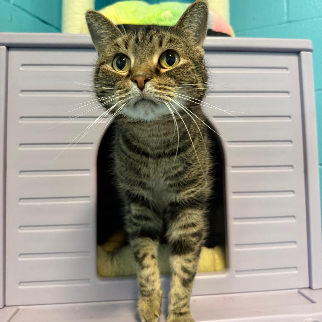 Teddy, a Adoptable American Shorthair in Edwardsville, IL image 5/6