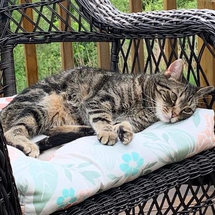 Teddy, a Adoptable American Shorthair in Edwardsville, IL image 6/6