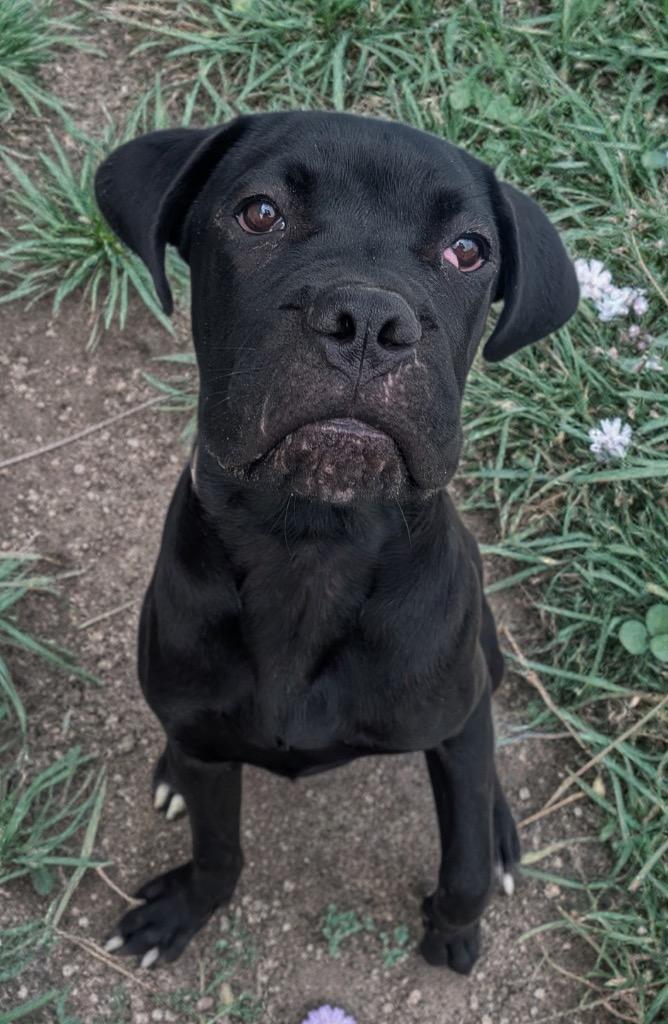 Toby-Corso Puppy!, Adoptable, Puppy Male Cane Corso.