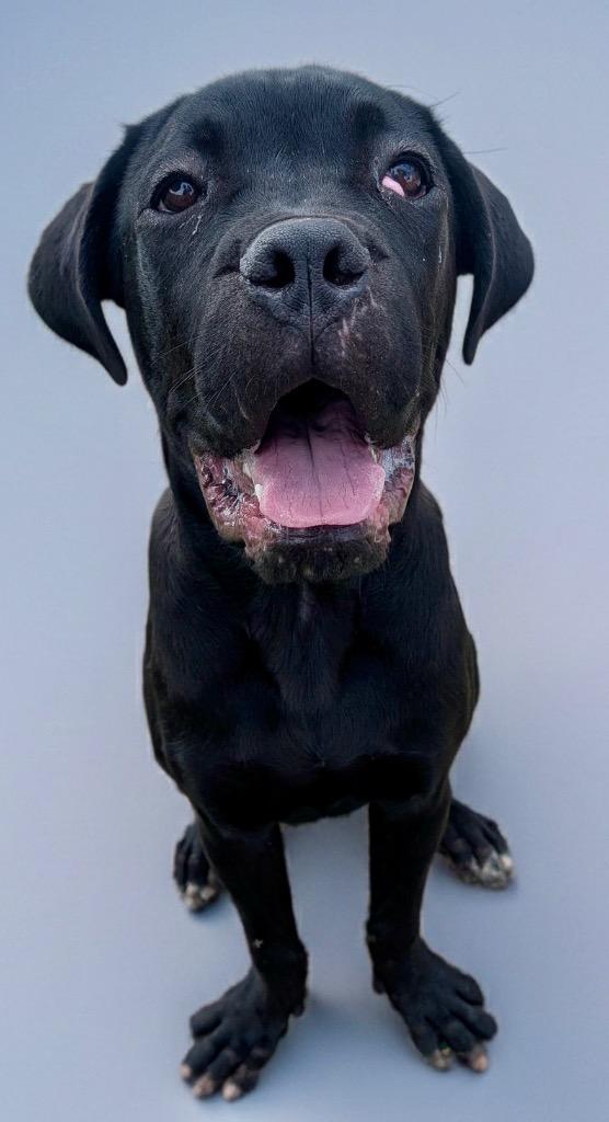 Enlarge Toby-Corso Puppy!, a Adoptable Cane Corso in Fort Myers, FL image 2/3