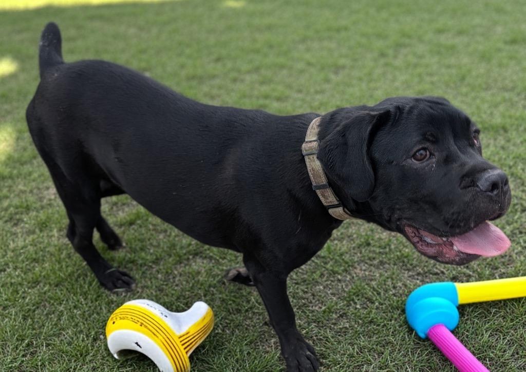 Enlarge Toby-Corso Puppy!, a Adoptable Cane Corso in Fort Myers, FL image 3/3