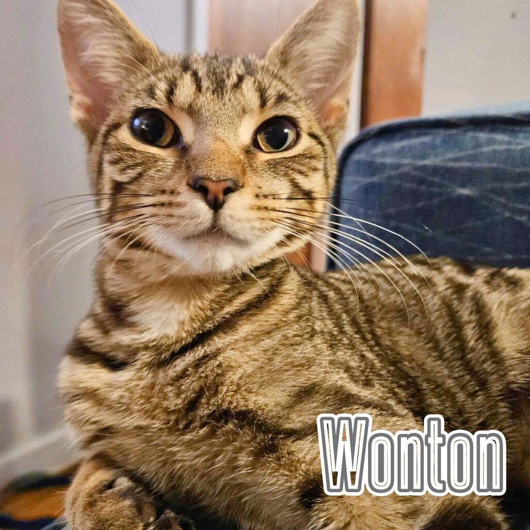 Wonton & Mochi - Playful, Loving Duo