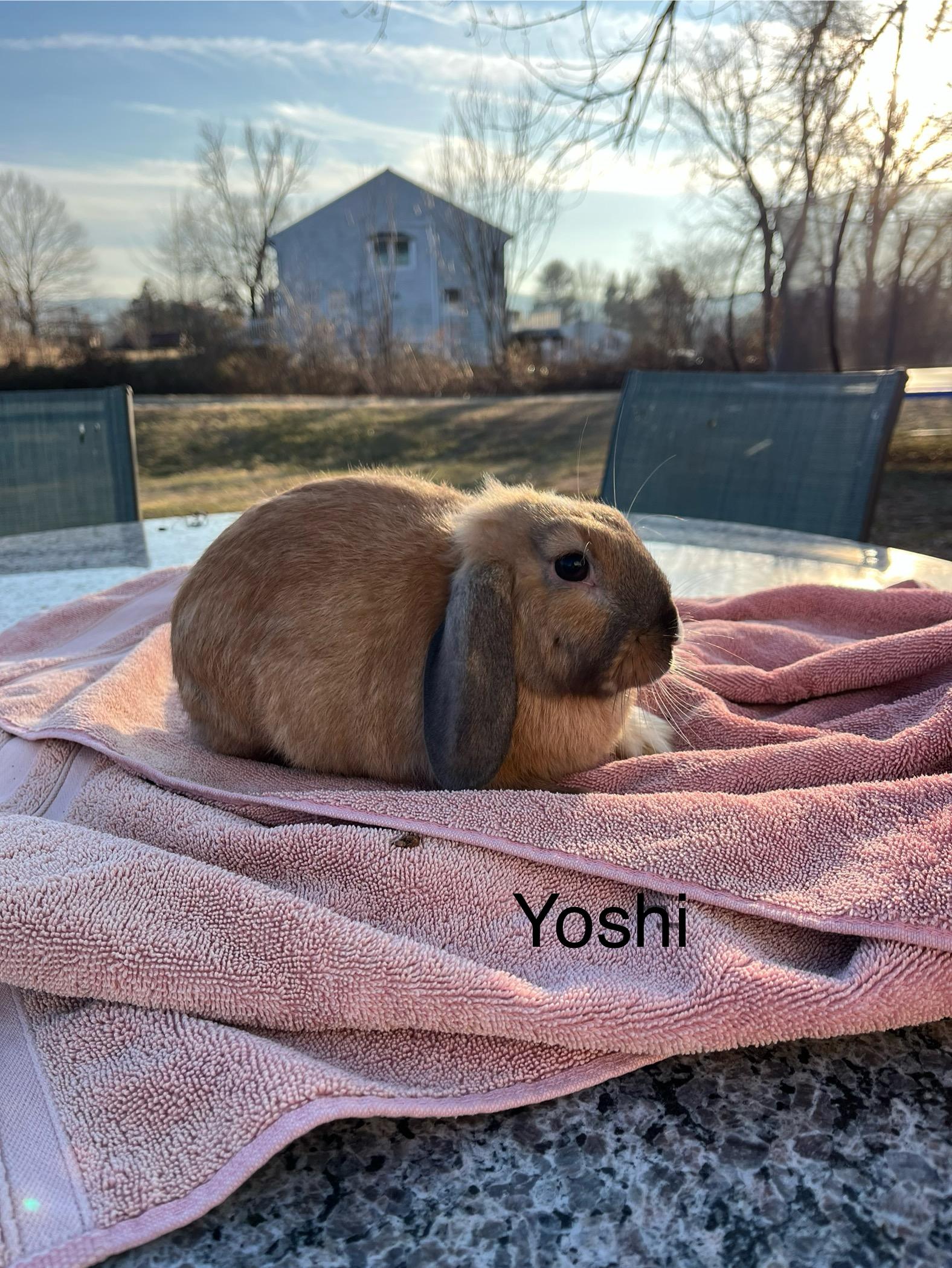 Enlarge Yoshi, an adopted mixed breed in Birdsboro, PA image 2/4