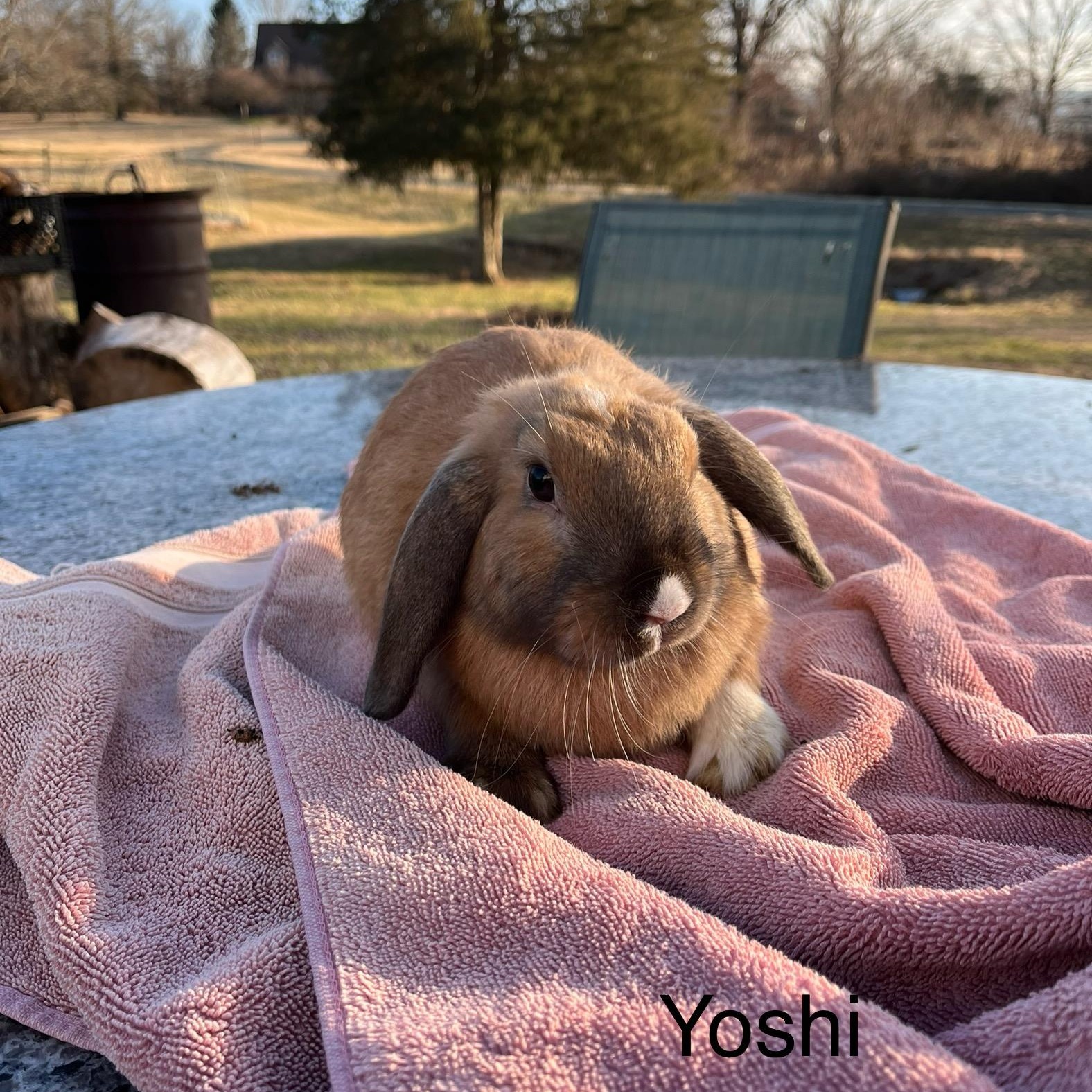 Enlarge Yoshi, an adopted mixed breed in Birdsboro, PA image 3/4