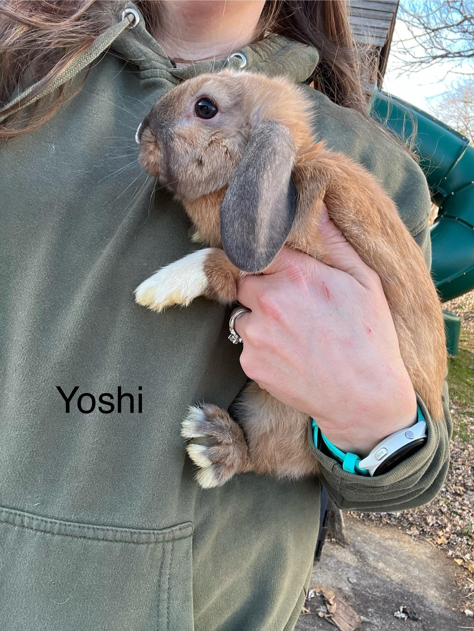 Enlarge Yoshi, an adopted mixed breed in Birdsboro, PA image 1/4