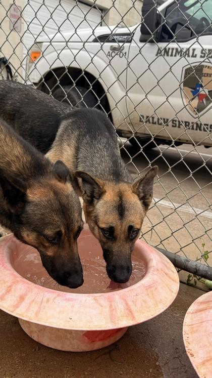 Ron, Adoptable, Adult Male German Shepherd Dog & Mixed Breed.
