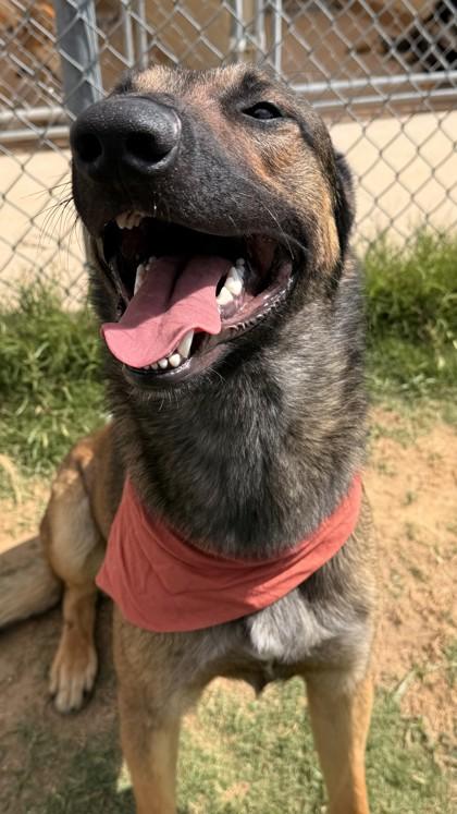 Ron, a Adoptable mixed breed in Balch Springs, TX image 2/3